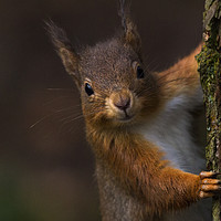 Buy canvas prints of Red Squirrel  - looking at me by harry morgan