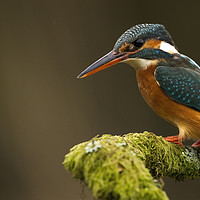 Buy canvas prints of Kingfisher waiting patiently by harry morgan