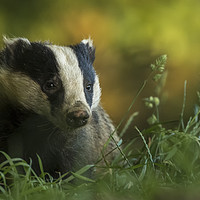 Buy canvas prints of Badger in early evening by harry morgan