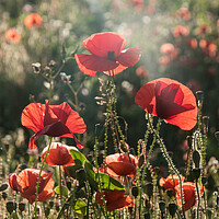 Buy canvas prints of Poppies by Alf Damp