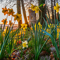Buy canvas prints of Daffodils at sunrise by Alf Damp
