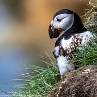 Buy canvas prints of Puffin with a dirty face. by Alf Damp