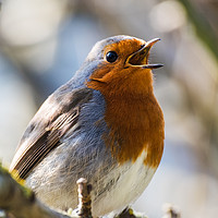 Buy canvas prints of Singing Robin Redbreast by Alf Damp