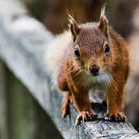 Buy canvas prints of Red Squirrel by Alf Damp