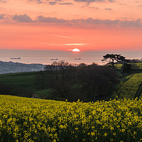 Buy canvas prints of Canola Sunrise by Alf Damp