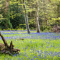 Buy canvas prints of Bluebell Woodland by Alf Damp