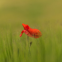 Buy canvas prints of Sole poppy by Alf Damp
