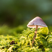 Buy canvas prints of Fungi in sunlight by Alf Damp