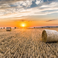 Buy canvas prints of Round straw bales at susnset by Alf Damp