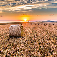Buy canvas prints of Round straw bales at susnset by Alf Damp
