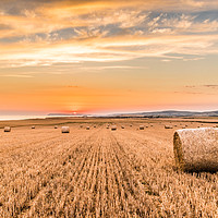 Buy canvas prints of Round straw bales at susnset. by Alf Damp