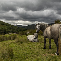 Buy canvas prints of Wild fell horses before the storm by Marlane Clarke