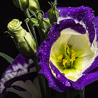 Buy canvas prints of Raindrops on Lisianthus flower by Marlane Clarke