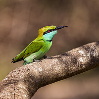 Buy canvas prints of Colourful Green Bee-eater by Marlane Clarke
