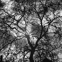 Buy canvas prints of Tree silhouette with dramatic sky backdrop. by Alan O'Brien