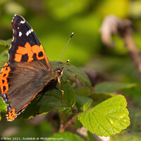 Buy canvas prints of Red Admiral Butterfly by David O'Brien