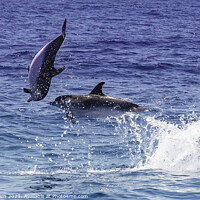 Buy canvas prints of Dolphins playing and leaping in the surf by David O'Brien