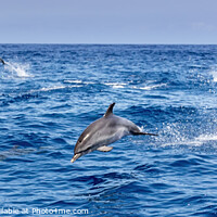 Buy canvas prints of Dolphins playing and leaping in the surf by David O'Brien