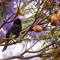 Buy canvas prints of Blackbird (male) in Jacaranda tree by David O'Brien