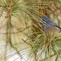 Buy canvas prints of Blue Chaffinch, Tenerife by David O'Brien
