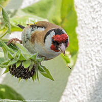 Buy canvas prints of Goldfinch eating sunflower seeds by David O'Brien