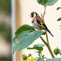 Buy canvas prints of Goldfinch sitting in sunflower plant by David O'Brien