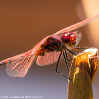 Buy canvas prints of Red-veined Dropwing Dragonfly (male) by David O'Brien