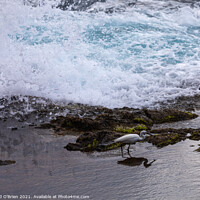 Buy canvas prints of Little egret dodging the waves by David O'Brien