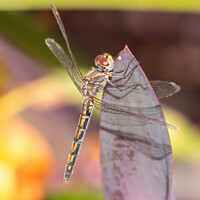 Buy canvas prints of Red-veined Dropwing Dragonfly by David O'Brien