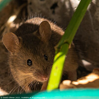 Buy canvas prints of Curious mouse in garden foliage by David O'Brien