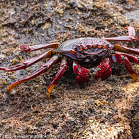 Buy canvas prints of Red Rock Crab by David O'Brien