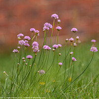 Buy canvas prints of Field scabious in summer meadow by David O'Brien