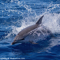 Buy canvas prints of Dolphin playing in the waves by David O'Brien
