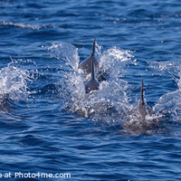 Buy canvas prints of Pod of dolphins by David O'Brien