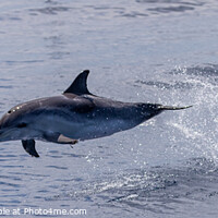Buy canvas prints of Dolphin leaping by David O'Brien