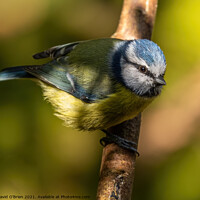 Buy canvas prints of Blue tit caught in a ray of sunshine by David O'Brien