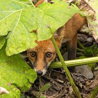 Buy canvas prints of Curious and frightened fox by David O'Brien