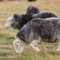 Buy canvas prints of Hardwick Sheep grazing by David O'Brien