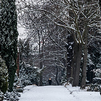 Buy canvas prints of Walking in the Snow by David O'Brien