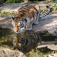 Buy canvas prints of Indochinese Tiger by David O'Brien