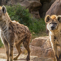 Buy canvas prints of Pair of Spotted Hyena by David O'Brien