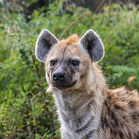 Buy canvas prints of Spotted Hyena by David O'Brien