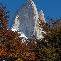Buy canvas prints of Fitz Roy through the trees by David O'Brien