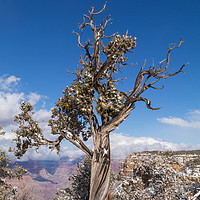 Buy canvas prints of Gnarled Tree at edge of Grand Canyon by David O'Brien