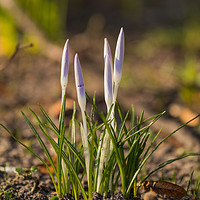 Buy canvas prints of Signs of Spring by David O'Brien