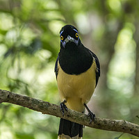 Buy canvas prints of South American Crested Jay by David O'Brien