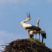 Buy canvas prints of White Storks Laughing by David O'Brien