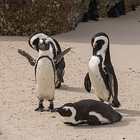 Buy canvas prints of African Penguins by David O'Brien