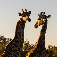 Buy canvas prints of African Giraffes in morning light by David O'Brien