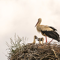 Buy canvas prints of White Stork with Chicks by David O'Brien
